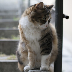 calico cat sitting outdoors on the stairs with bokeh background