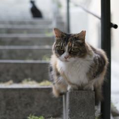 calico cat sitting outdoors on the stairs with bokeh background
