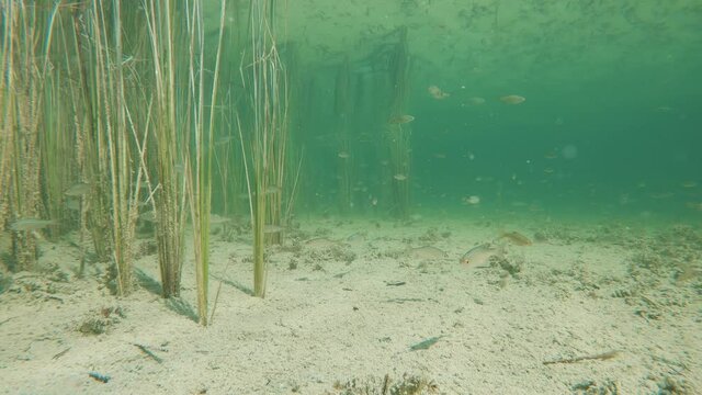 Underwater footage of Roach (Rutilus rutilus) in the beutiful clean lake habitat. Freshwater fish swimming in the nature. Nature light.