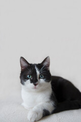 Liegende schwarz-weisse junge Hauskatze