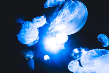 Free-swimming jellyfish at the Sunshine Aquarium in Japan.
