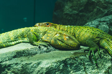 Lizard sleeping soundly at the Sunshine Aquarium in Japan.