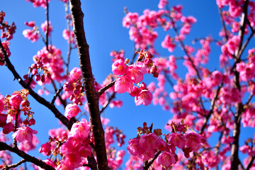 伊豆土肥のきれいで可愛い土肥桜