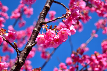伊豆土肥のきれいで可愛い土肥桜