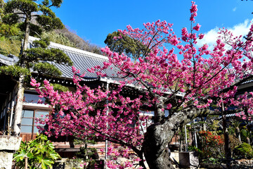 伊豆土肥のきれいで可愛い土肥桜
