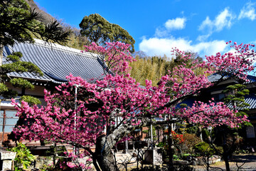 伊豆土肥のきれいで可愛い土肥桜