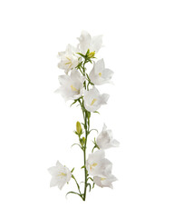 single white isolated flowers on white background