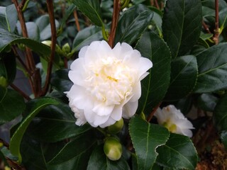 Camellia japonica 'Man Size'