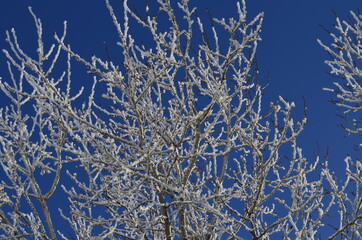 Tree branches covered in frost