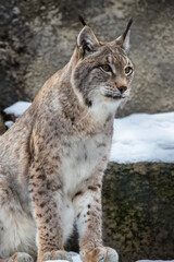 The lynx sits on a rock and looks ahead