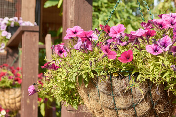 Fototapeta na wymiar Beautiful Petunia flowers blooming with pink petals on the lawn of the cottage, Blurred focus