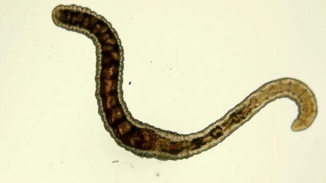 Worm of the Lumbriculidae family under a microscope, class Clitellata. Oligochaeta specimen found at Lake Baikal