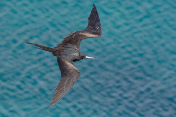 Great Frigatebird (fregata minor) flying - San Cristobal Island, Galapagos