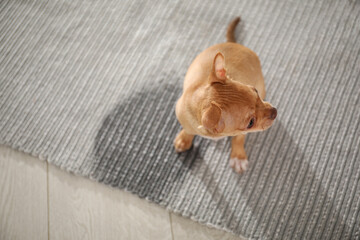 Cute Chihuahua puppy near wet spot on rug indoors, above view