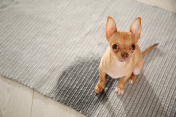 Cute Chihuahua puppy near wet spot on rug indoors, above view. Space for text