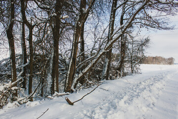 Suburbs of Grodno. Belarus. Winter landscape outside the city. Trees broken by a blizzard in the snow along the road.