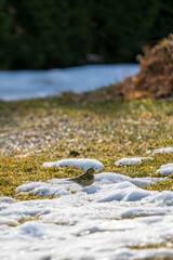 spinus spinus on the lawn in the garden is pecking sunflower seeds in spring on a sunny day