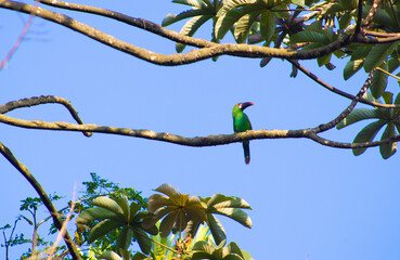 Tucan amazonico selva 