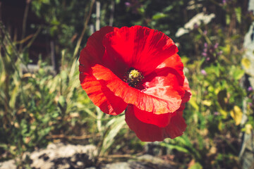 Poppy flower closeup view in Vanoise national Park, French alps