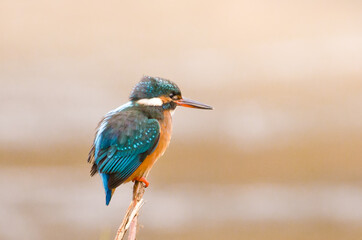 Wildlife, bird, a beautiful bright turquoise king fisher in the nature