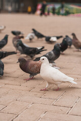 Fototapeta premium A white pigeon walks next to a gray pigeon on the street