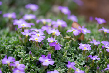 Mass of Purple Flowers