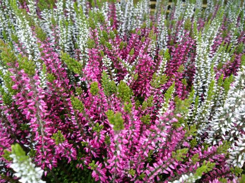 Calluna vulgaris 'Twin Girls'