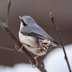 The Eurasian nuthatch on a tree branch,  kowalik zwyczajny na gałęzi, ptak, dokarmianie ptaków, zima, mróz, śnieg © Zena