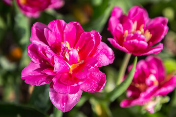 Obraz premium Colorful tulips on a windy spring day