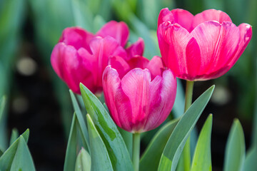 Colorful tulips on a windy spring day
