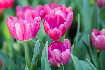 Colorful tulips on a windy spring day