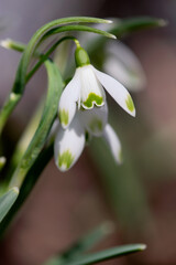 Obraz premium White Snowdrop Bloom Closeup