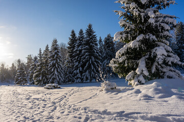 Sunny rays. Winter landscape. Amazing panoramic view of forest woods covered with thick white snow. Trees firs pines in the morning after snowfall. December January Christmas fairy tale.  