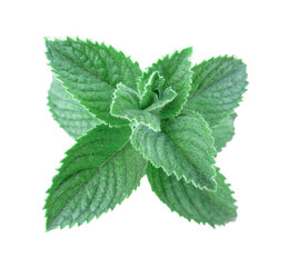 Green plant isolated on a white background. View from above.