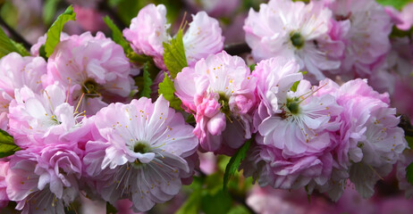 Prunus triloba or Louiseania pink flowers in a spring garden.Blooming Three-lobed almond or sakura. Ornamental gardening concept.