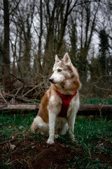 Husky de Siberie forêt hiver arbres automne chien assis fier attentif fidèle froid roux regard tronc bois herbe