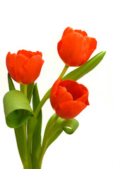 tulip flowers as present