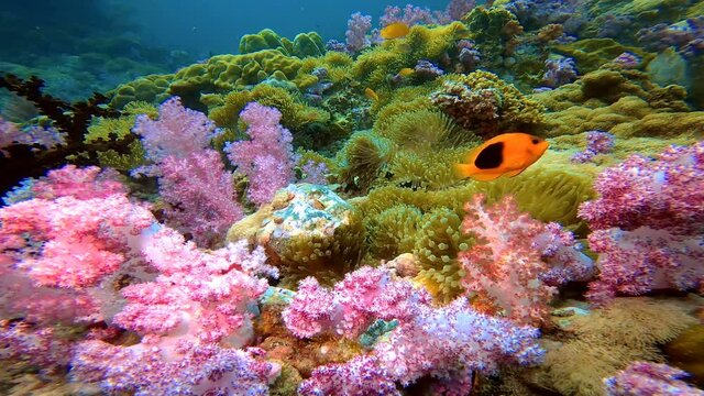 Nemo clown fish in the anemone on the colorful healthy coral reef. Anemonefish nemo couple swimming underwater. Scuba diving coral reef scene with nemo and anemone