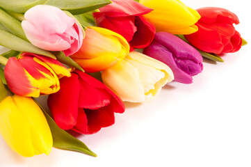 tulip flowers as present