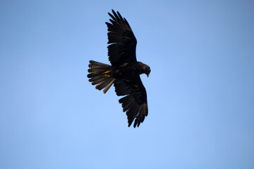 Galapagos hawk soaring in the air on the Galapagos Islands