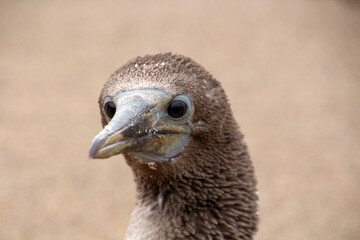 Young Blue footed Booby, Galapagos Island, Floreana Island, Ecuador, South America 