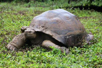 Naklejka na ściany i meble Giant tortoise in the Galapagos Islands, Ecuador, South America