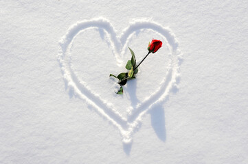 heart shape scarfed in snow with red rose