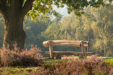 wooden picnic bench in focus with blurry surroundings of trees and heath on nature reserve...