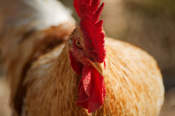 the head of the cock close up, soft focus. 