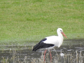 cigogne