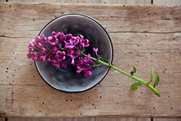 Purple lilacs - lila Flieder