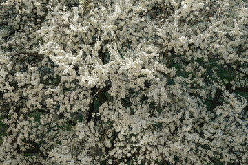 Cherry plum in full bloom. Top view. 