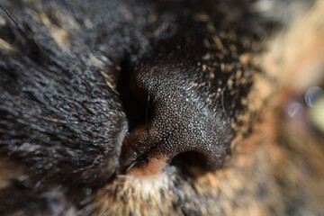 Macro image of a cat's nose