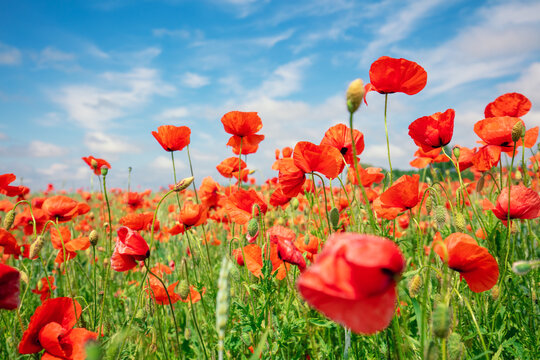 Blossoming Poppies (papaver) field. Wild poppies against blue sky. Flower nature background © vvvita